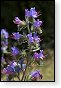 bloemen bloem hdr natuur flora roos rozen tulp tulpen orchidee orchideeen zonnebloem geranium cannabis marihuana wiet hennep sativa indica